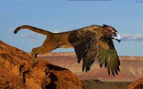 Eagles Lions